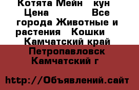 Котята Мейн - кун › Цена ­ 19 000 - Все города Животные и растения » Кошки   . Камчатский край,Петропавловск-Камчатский г.